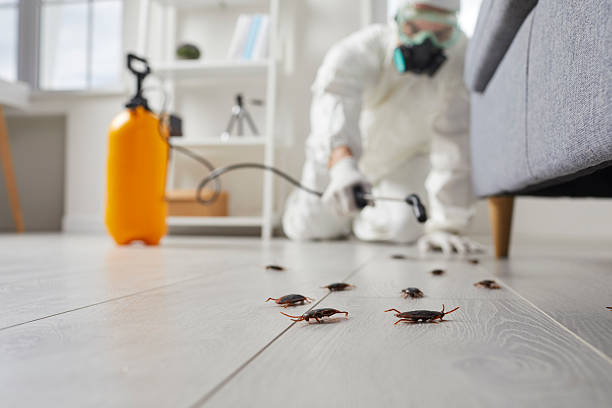 Affordable Termite Control solutions in Trinity, AL
